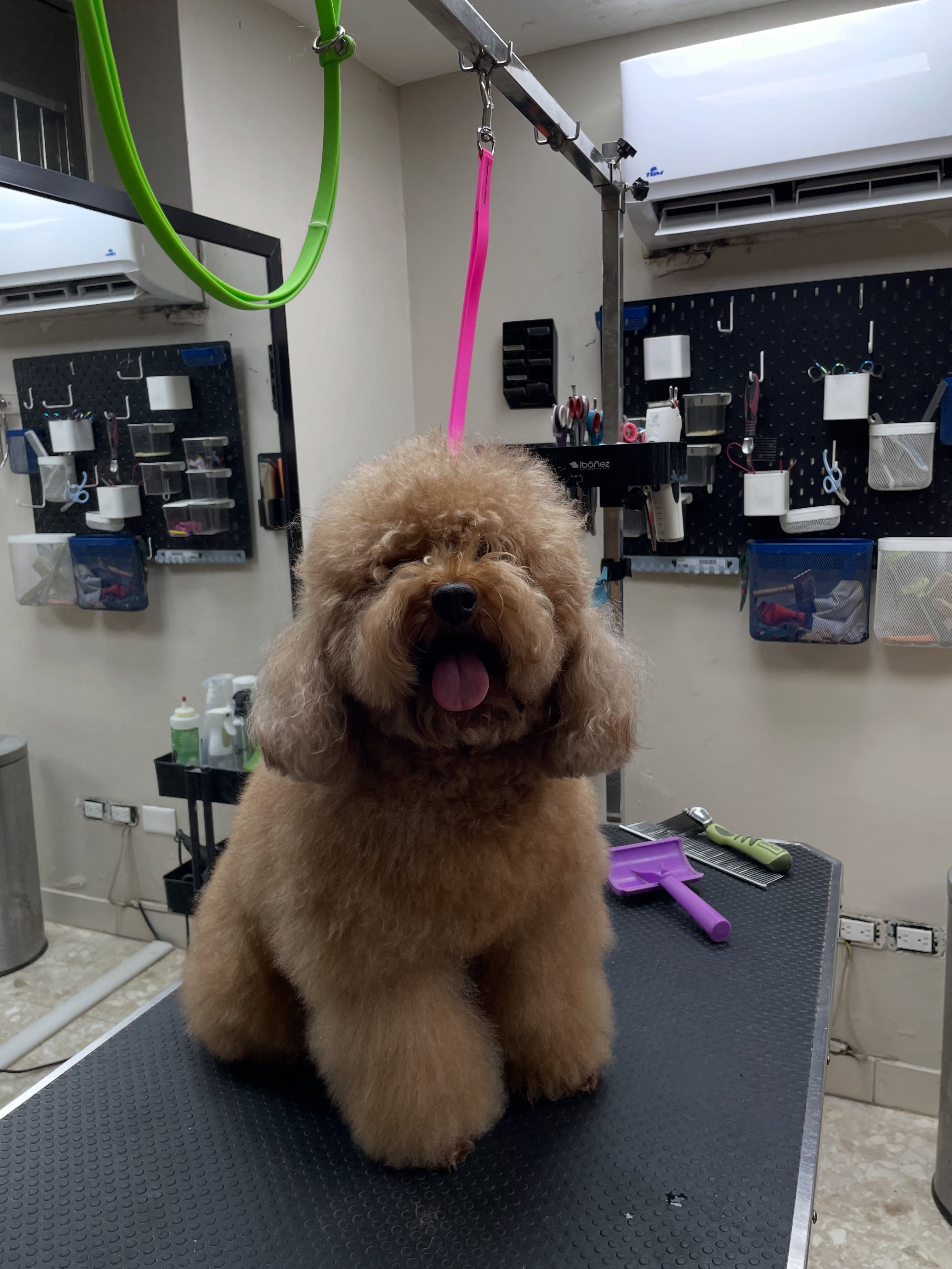 Perro durante su sesión profesional de grooming