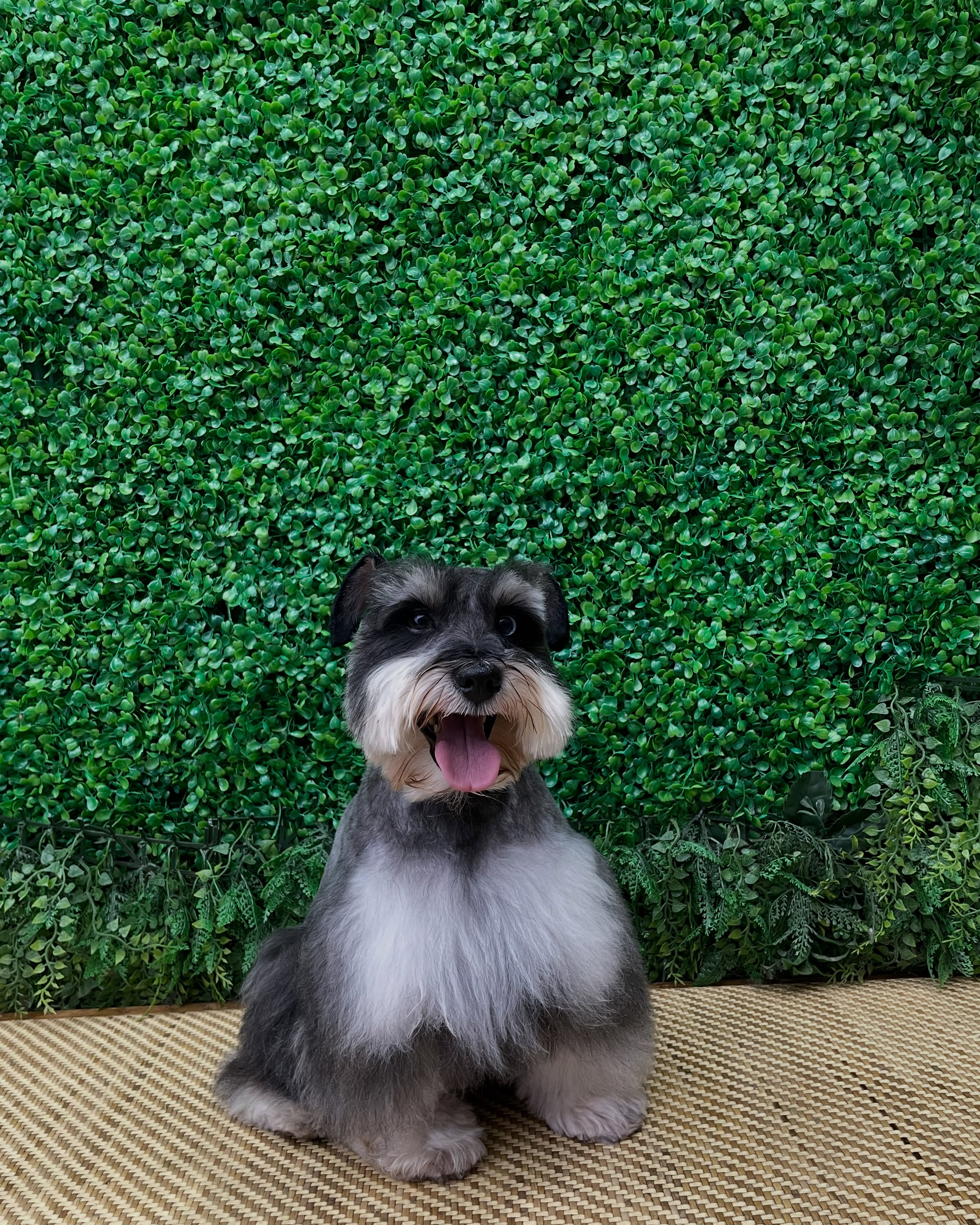 Schnauzer listo para la recogida a domicilio