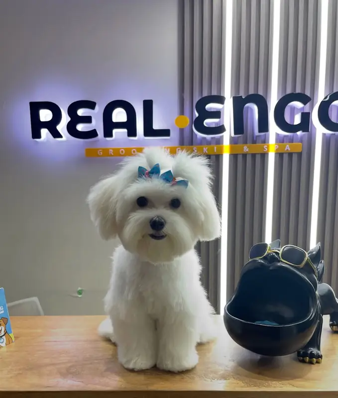 Perrita maltés con lazos frente al letrero de REAL·ENGO en la recepción